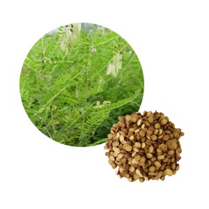 Astragalus Extract